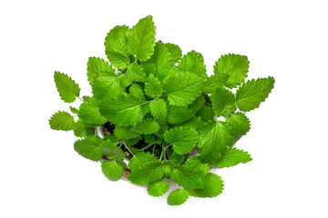 Lemon balm bush close-up on a white background