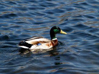 Obraz premium A male mallard duck.