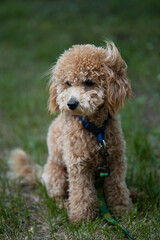 Portrait of a cute caramel mini poodle on a green background.