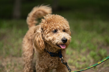 Portrait of a cute caramel mini poodle on a green background.