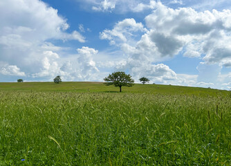 View of green hill with wheat field against blue sky and clouds