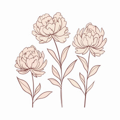 Graceful peony outline illustration for design projects.