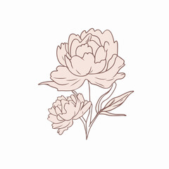 Delicate peony outline illustration in black and white.
