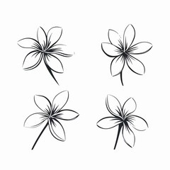 Beautifully detailed vector illustration of a plumeria blossom.
