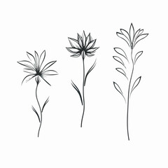 Captivating vector illustration of a popy blossom.