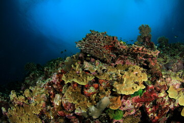Colourful coral reef on the seabed.