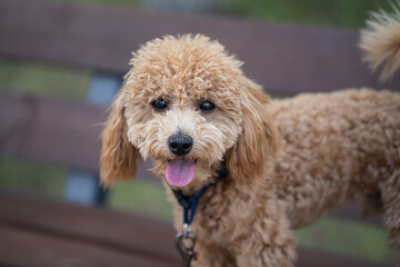Portrait of a cute caramel mini poodle. The dog sits on a bench in the park.