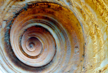 Close up of Sea Shell showing Spiral and Texture