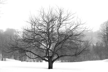 Fototapeta na wymiar Apple tree in winter, black and white