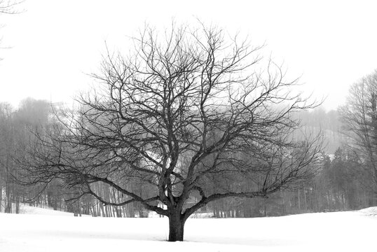 Apple tree in winter, black and white