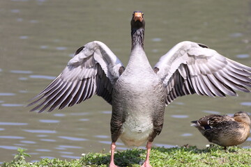 Greylag Goose (anser anser) having a stretch.