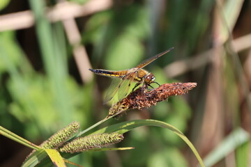 Broad Bodied Chaser Female (libellula depresso)