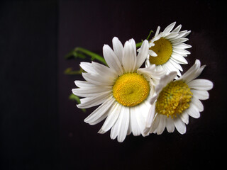 Obraz premium daisies on the black background