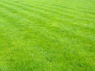New football grass with lines of scythe