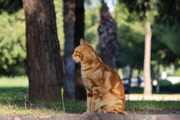 Orange stray cat sitting on the ground in the public park with trees