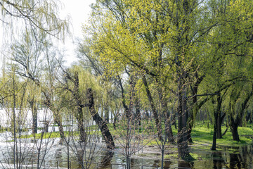 Obraz premium Flood river in spring time. Overflowed river bank in city. Water filled bank with sunken trees. Bottling shoreline flow and natural disaster. Climate change and ecological problem. High water level.