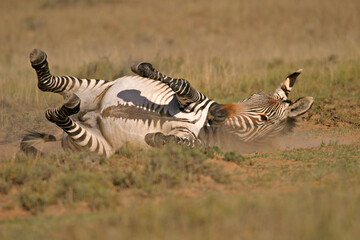Fototapeta na wymiar Cape Mountain Zebras, Mountain Zebra National Park, South Africa
