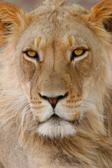 Full frame portrait of a young male lion, South Africa