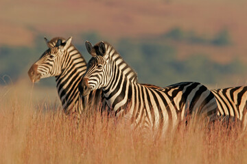 Plains Zebras in natural habitat, South Africa