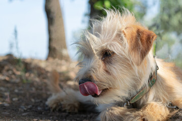 Neglected and hungry dog ​​licks its muzzle