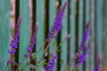 Sage flower perennial medicinal plant grown in summer in the countryside on wooden fence background