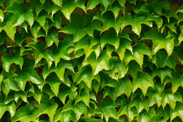 Background of green ivy covering a wall
