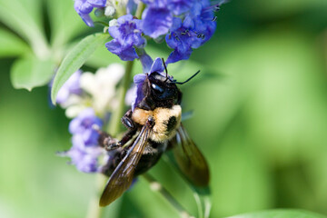 A pollen covered bumble bee searches a butterfly bush for pollen.