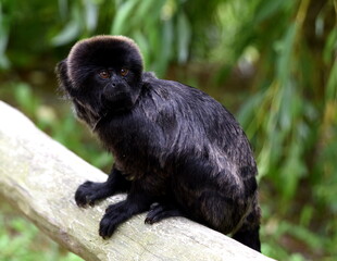 Vogelpark Marlow, Krallenaffe im begehbaren Gehege