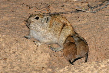 Female whistling rat with her young offspring, Kalahari, South Africa
