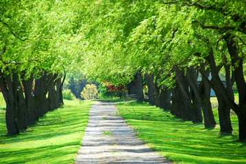 Lane of bright green summer trees moving with breeze
