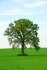 Fototapeta na wymiar Single tree in summer