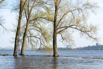 Flood river in spring time. Overflowed river bank in city. Water filled bank with sunken trees....