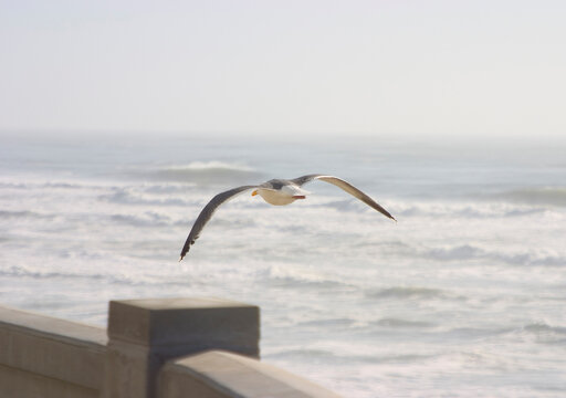 A seagull skims above a concreet wall near a stormy coastline.