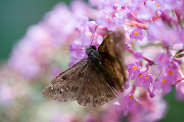 A macro image of  moth on the pink flowers of a butterfly bush.
