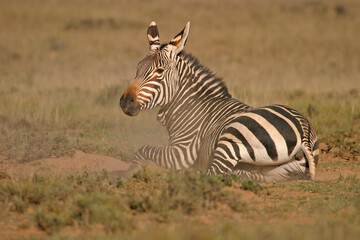 Cape Mountain Zebras rolling in the dust, Mountain Zebra National Park, South Africa