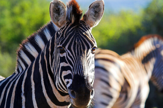 Zebra close up, with blurred zebra in background