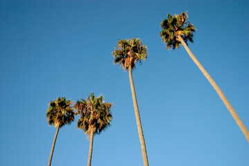 A group of tall palm trees