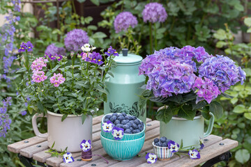 Garten-Arrangement mit frischen Heidelbeeren und  lila Sommerblumen in Emaille-Töpfen