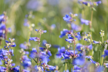 Wildflowers of Boulder Colorado