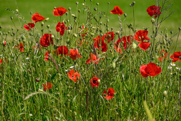 Mohnblüte im Münsterland