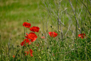 Mohnblüte im Münsterland