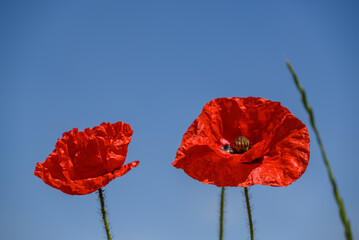 Mohnbl&uuml;te im M&uuml;nsterland