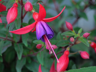 Sommerblüte im Garten