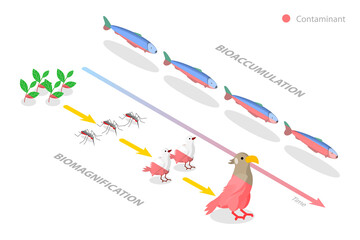 3D Isometric Flat  Conceptual Illustration of Difference between Bioaccumulation and Biomagnification