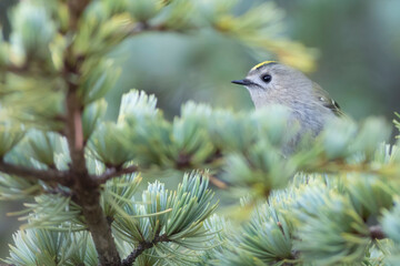 Cute little bird. Goldcrest. Regulus regulus. Green nature background.