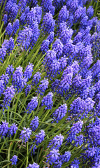 Obraz premium Muscari blooms in the flowerbed