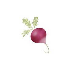 radish