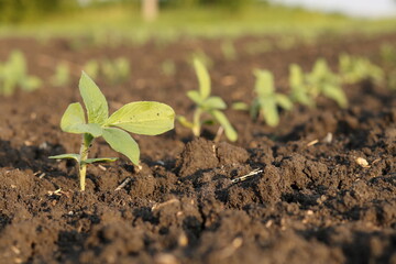 sprouts of sunflower in a field