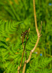 dragonfly on a leaf