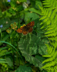 butterfly on a flower
